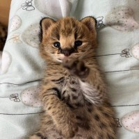SERVAL KITTENS FOR SALE HOME TRAINED